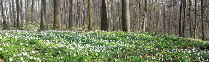 titul_jaro_1_20120505_1714494677.jpg