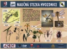 hvozdnice_4_20090404_1646108351