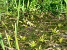 arboretum_kveten_4_20090519_1850892291