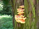 arboretum_kveten_5_20090519_1829500861