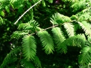 arboretum_kveten_6_20090519_1608038688
